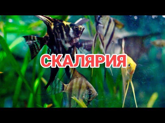 СКАЛЯРИЯ. УСЛОВИЯ СОДЕРЖАНИЯ И РАЗМНОЖЕНИЕ.