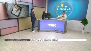 Как приучить кота к лотку?