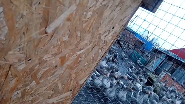 Закрытый навес для животных.Часть 2