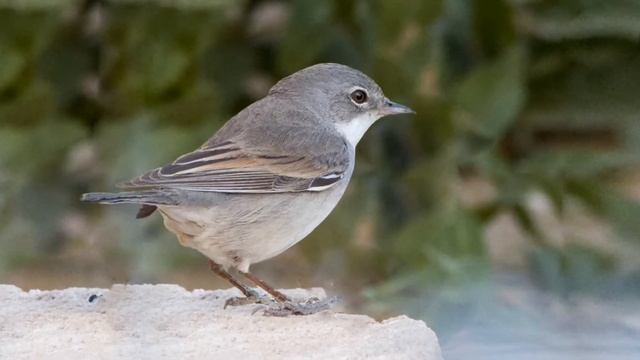 Серая славка (Sylvia communis) - рассказывает говорящий Кот. Песня серой славки. смотреть онлайн