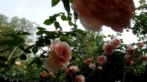 Rose Abraham Darby  (Абрахам Дерби роза)