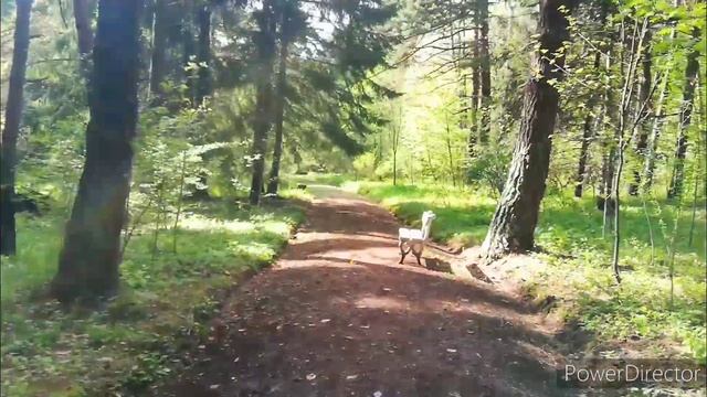 Armenia, Stepanavan dendropark?️Ստեփանավանի դենդրոպարկ?️Степанаванский дендропарк смотреть онлайн