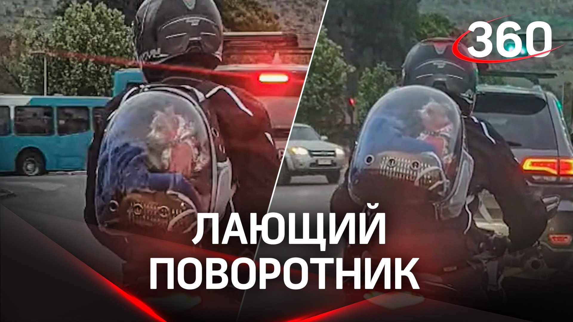 Порвёт на части: злая собака держит в ужасе всю автостраду