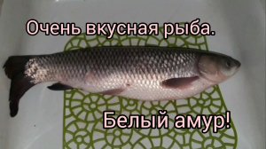 Синичек кормим ЭТИМ!🐦БЕЛЫЙ АМУР!🐟Что МНЕ подарили НА 8 МАРТА!😃