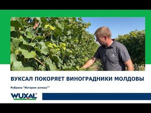 Выращивание Винограда/Вуксал покоряет виноградники Молдовы