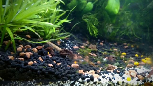 rescaping the neglected nanotank(3) смотреть онлайн