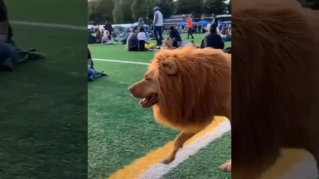 Chow Chows Funny Dog Looks like Lion. Funny