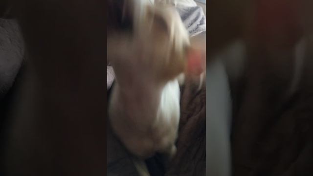 зубастый заяц Чихуахуа #воронеж смотреть онлайн