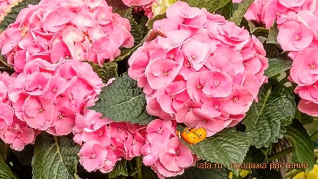 Гортензия крупнолистовая Рембрандт Дольче Чик ? обзор: как сажать, саженцы гортензии смотреть онлайн