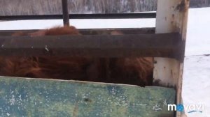 Покупка трёх месячных телят, Почти Герефорд