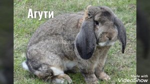 Окрасы породы французский баран.