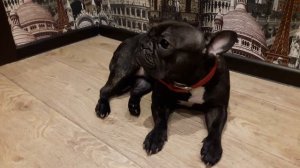 Ася и опять мусорка..