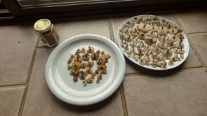 Cooking with springtime polypore (Polyporous arcularius)