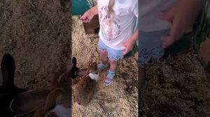 Сочи Парк - наши впечатления!
