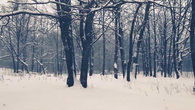 Снежный лес