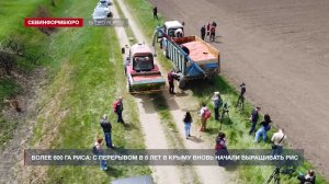 В Крыму после 8 лет перерыва возобновилось выращивание риса