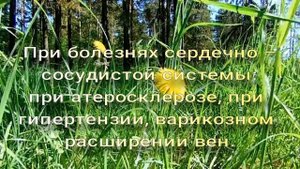 Корень одуванчика.