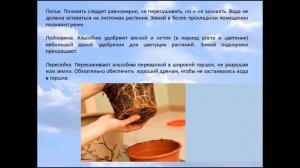 АЛЬСОБИЯ   РАСТЕНИЕ ДЛЯ ПОДВЕСНЫХ КОРЗИНОК И КАШПО