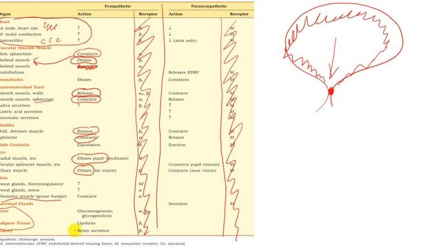 Физиология. Глава 2. ВНС. Часть 1. Введение смотреть онлайн