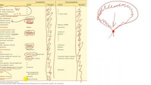 Физиология. Глава 2. ВНС. Часть 1. Введение