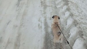 Я гуляю с мопсом Джейсоном