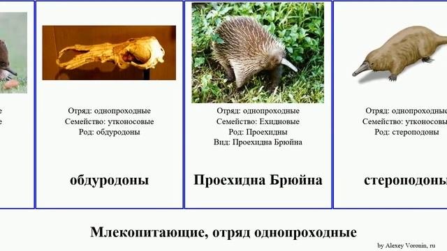 Млекопитающие, отряд однопроходные Mammal Fuse Monotreme French Tropic Брюйна Австралийская ехидна