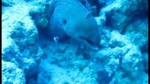 Красное море, Дайв-Сафари 2011 г