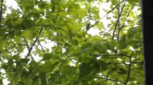 Соловей поет в саду под окном