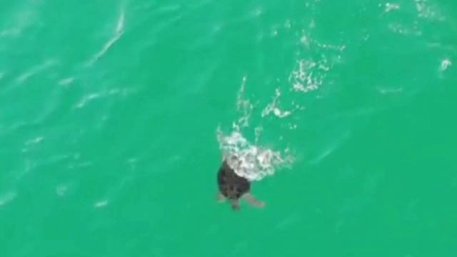 Sea Turtle chases fish in flirida. Fast swimming sea turtle смотреть онлайн
