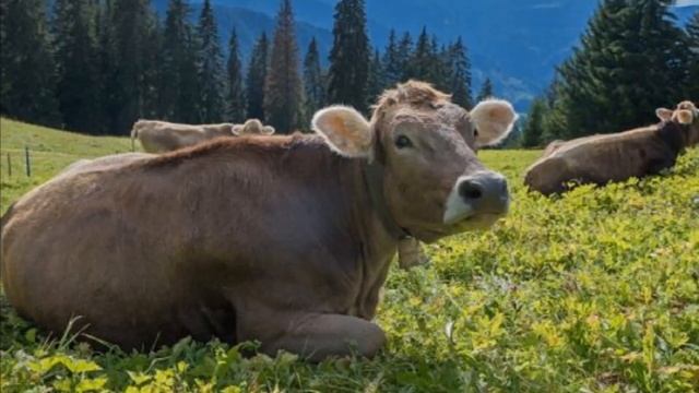 Швицкая порода крс плюсы, минусы и особенности | Швицкая корова | Молочное и мясное скотоводство
