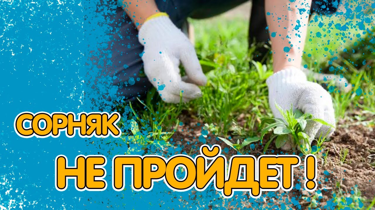 Избавиться от сорняков на участке навсегда. Пестициды для борьбы с сорняками. Избавиться от сорняков на участке навсегда. Избавляемся от сорняков забавные картинки. Избавление от сорняков на огороде.