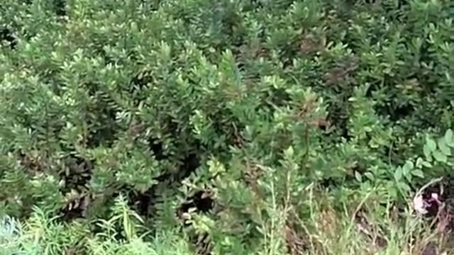 Hebe 'Coed' смотреть онлайн