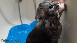 Как правильно купать кота !