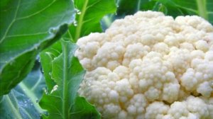 Как вырастить цветную капусту на огороде, рассада цветной капусты, цветная капуста в грядке