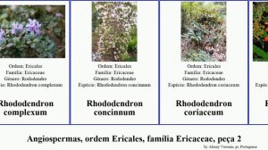 Angiospermas, ordem Ericales, família Ericaceae, peça 2 rhododendron maximum minor decorum odorata