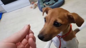 Вырвала Клык у собаки Лаки. Молочные зубы Джек Рассел терьер