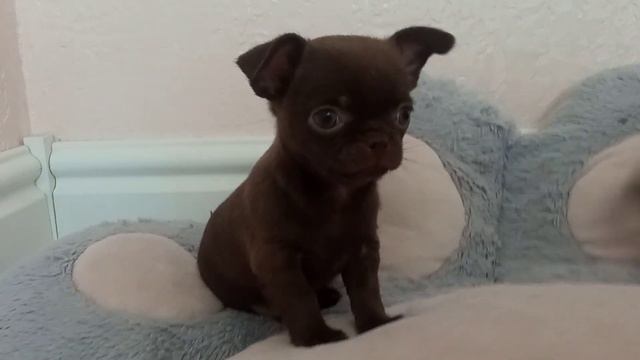 #чихуахуа #chihuahua #питомникчихуахуа Липецк 89092243866 продажа шоко мальчики 20 т. р
