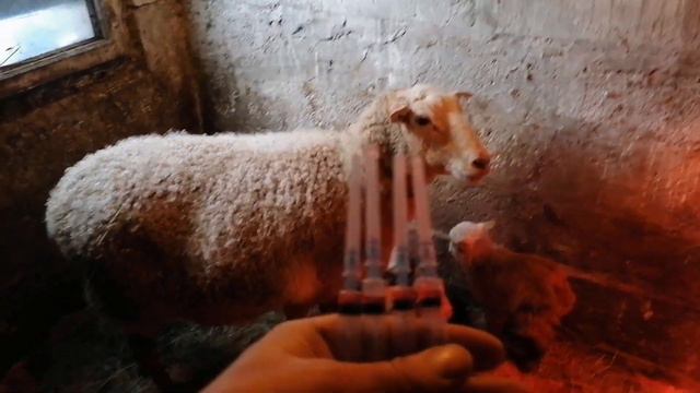 Мероприятия по сохранению катумских ягнят смотреть онлайн