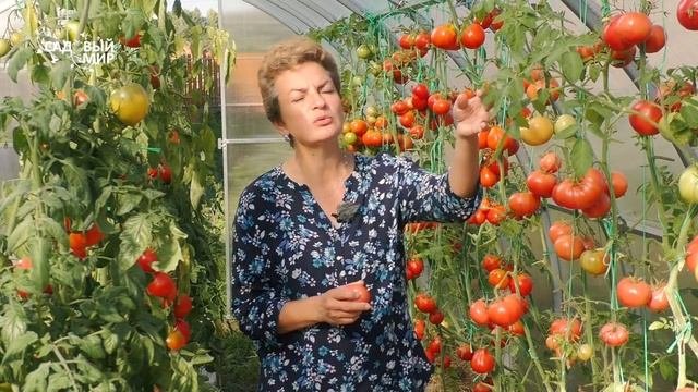 Секреты сладких помидоров
