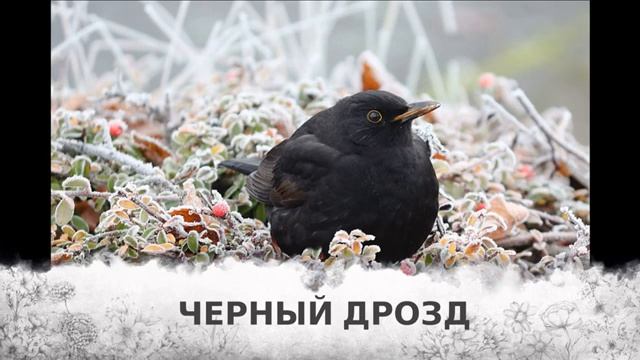Как птицы живут зимой 2021. Простое и доступное видео для детей о птицах.