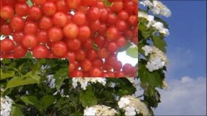 Нина   Кирсо цветет калина в поле у ручья