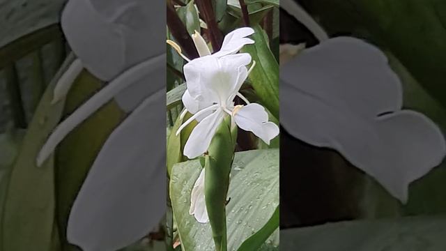 Fragrant edible Ginger Lillies смотреть онлайн