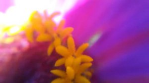 Цинния изящная: цветение, розовая циния - МАЙОРЫ