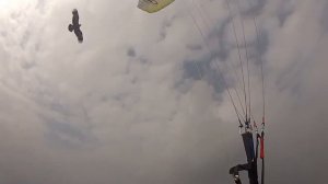 Орёл атакует