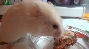 Очень милый хомячок  Сколько живут хомяки Продолжительность жизни хомяка Уход и содержание хомяка