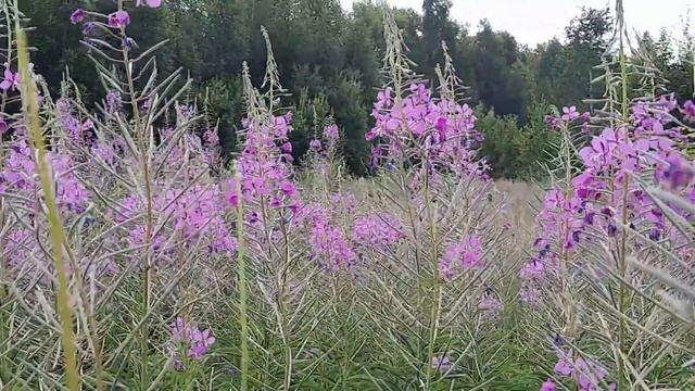 ВСЕ СЕКРЕТЫ ПРО ИВАН-ЧАЙ,КИПРЕЙ, КОПОРСКИЙ ЧАЙ.