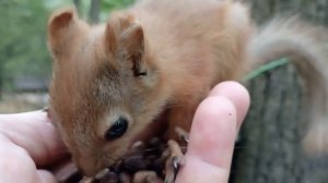 Кормлю бельчонка с ушками