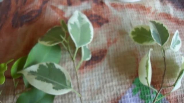Как правильно укоренить фикус бенджамина смотреть онлайн