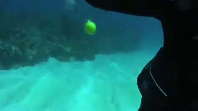 Разбил куриное яйцо под водой! Это нужно видеть!!! смотреть онлайн