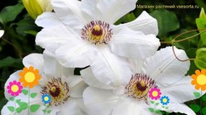 Клематис гибридный Королева Ядвига. Краткий обзор, описание характеристик clematis Krolowa Jadwiga